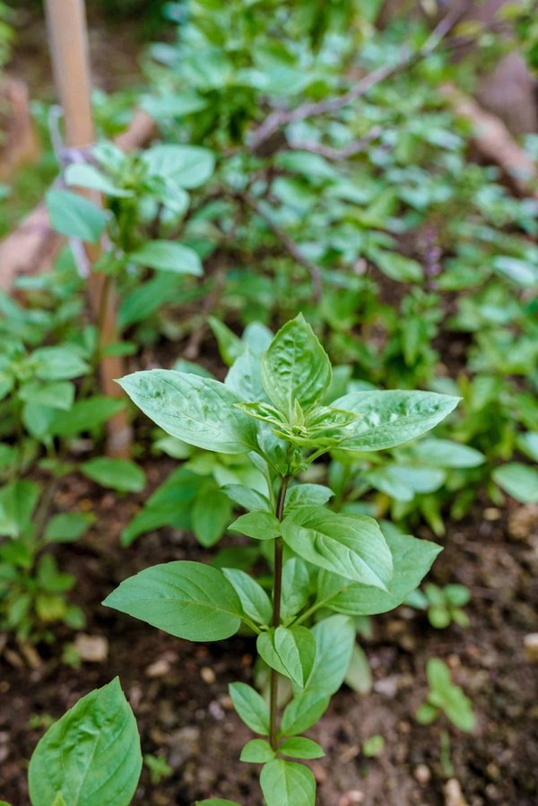 Wie kann man eine umweltfreundliche Katzenstreu entwickeln?